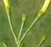  Calyx
